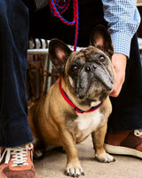 HAY Design Dogs Leash Braided