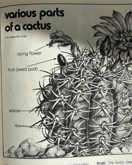 Pestil Books for vitruta Cactus and Succulents