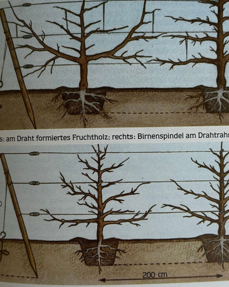 Pestil Books for vitruta Erfolgreich gärtnern: durch naturgemäßen Anbau