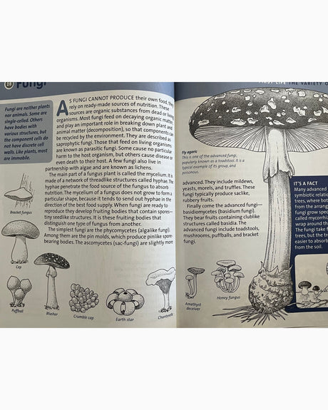 Pestil Books for vitruta Life on Earth: First Life