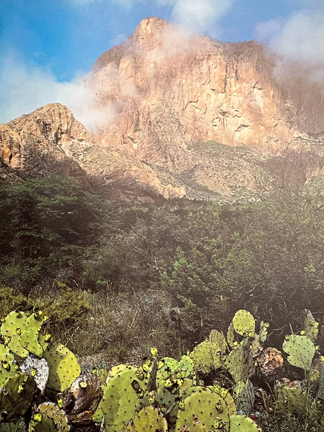 Pestil Books for vitruta Texas: A Picture Book to Remember Her By